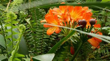 故乡布什南非黑人莉莉花加州美国<strong>君子</strong>兰miniata橙色艳丽的异国情调的激烈的充满活力的植物布鲁姆热带丛林热带雨林大气自然花园生动的新鲜的多汁的绿色植物
